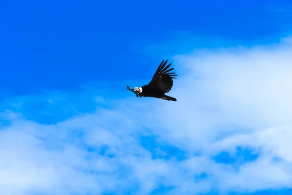 Condor voando no céu — Fotografia de Stock