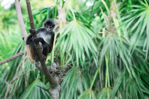 Macaco de aranha em uma árvore — Fotografia de Stock