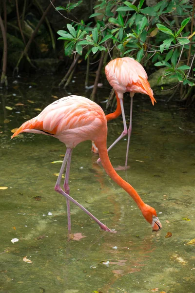 Pássaros flamingo no lago — Fotografia de Stock