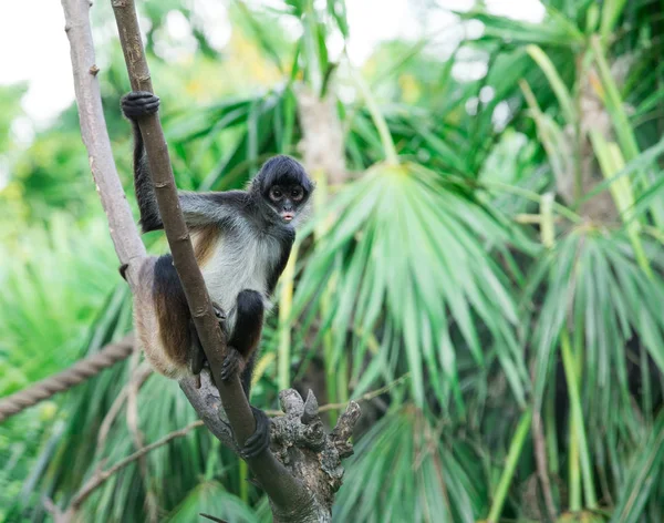 Пауковая обезьяна на дереве — стоковое фото