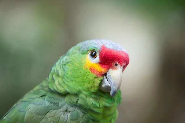 Světlé papoušek pták — Stock fotografie