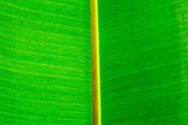 yeşil yapraklar arkaplan