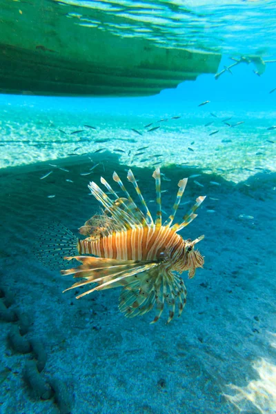 Lion fish swimming — Stock Photo, Image