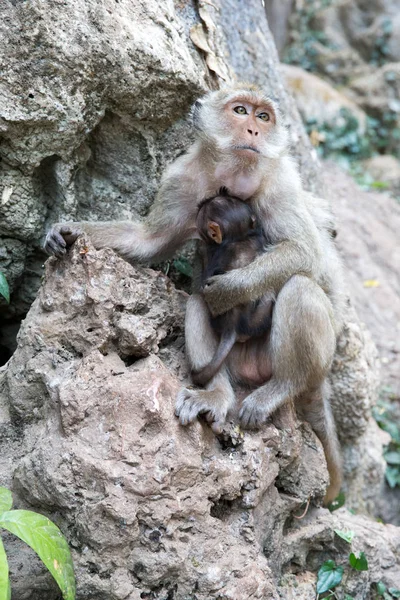 Affenmakaken in natürlichem Lebensraum — Stockfoto
