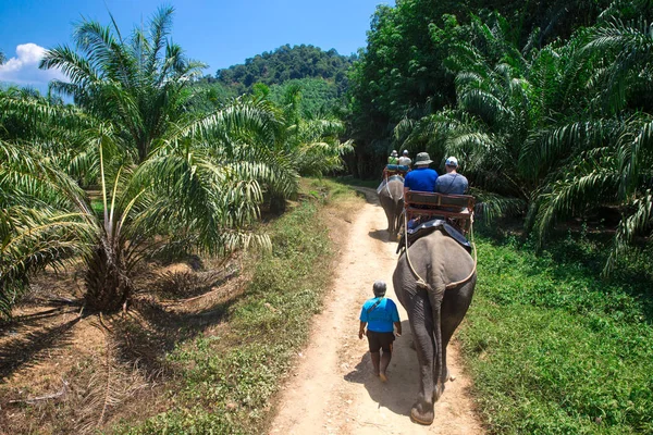 Trekking de elefantes en Kao-sok, Tailandia —  Fotos de Stock