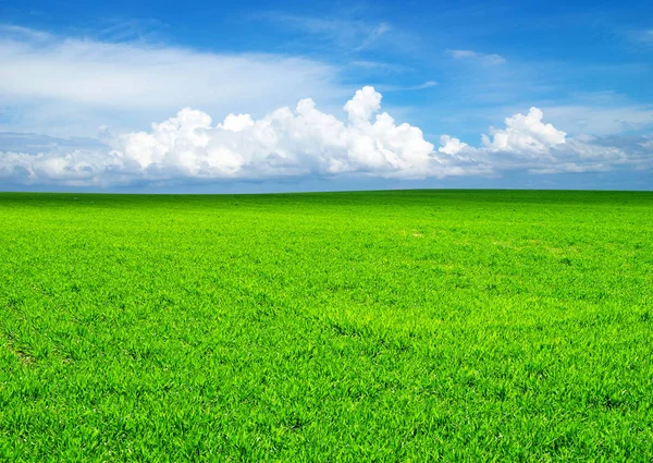 Field on a background of the blue sky — Stock Photo, Image