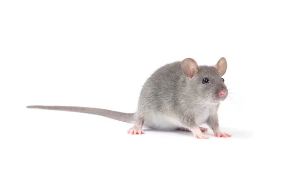 Rat geïsoleerd op witte achtergrond — Stockfoto
