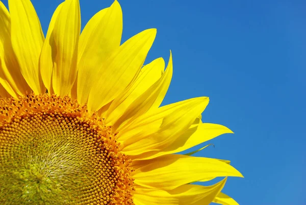 Girasol sobre cielo azul nublado — Foto de Stock