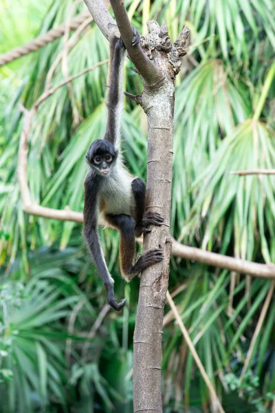 Singe araignée sur un arbre — Photo