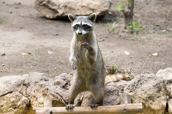 Raccoon in natural habitat — Stock Photo, Image