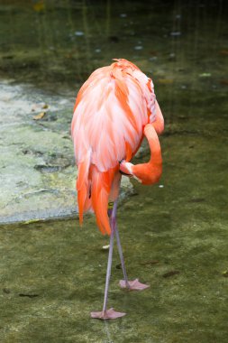 Flamingo yeşil bir arka plana dayanır