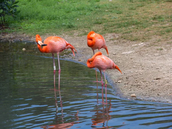 Flamingos against green background — Stock Photo, Image