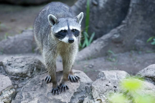 Raccoon in natural habitat — Stock Photo, Image