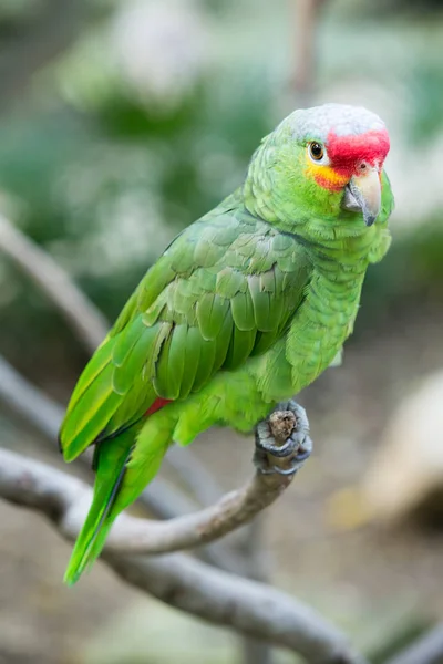 Pássaro de papagaio sentado no poleiro — Fotografia de Stock