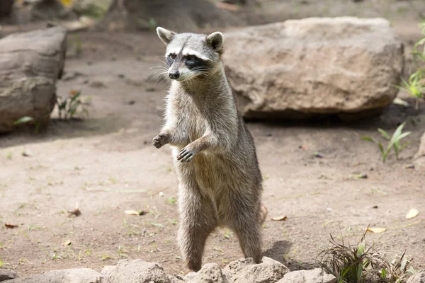 Raton laveur dans l'habitat naturel — Photo