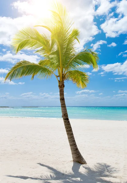 Palmera en el fondo del cielo —  Fotos de Stock