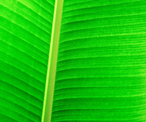 Grönt blad bakgrund — Stockfoto