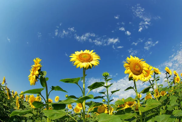 Zonnebloemen gezichtsveld — Stockfoto