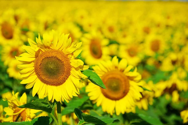 Zonnebloemen gezichtsveld — Stockfoto