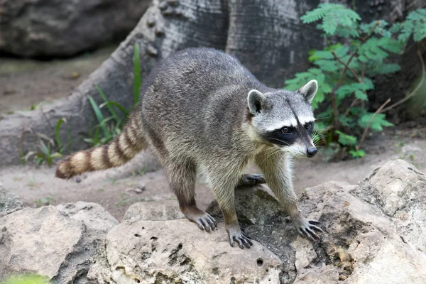 One raccoon at the nature — Stock Photo, Image