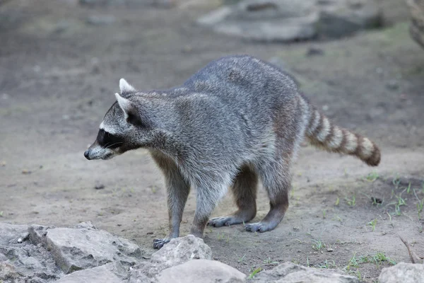 En tvättbjörn på naturen — Stockfoto