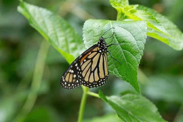 Schmetterling im grünen Urlaub — Stockfoto