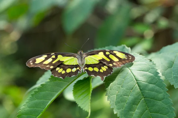 Schmetterling im grünen Urlaub — Stockfoto