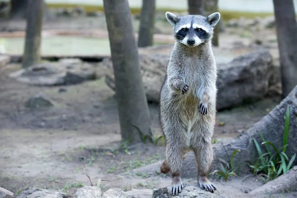 Un mapache en la naturaleza — Foto de Stock