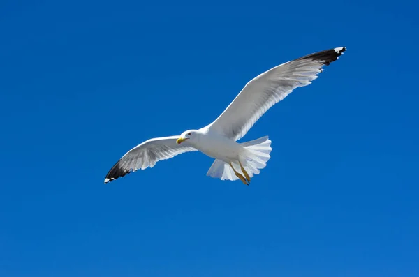 Seagull in blue sky — Stock Photo, Image