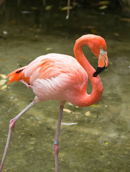 Flamingo em fundo verde — Fotografia de Stock