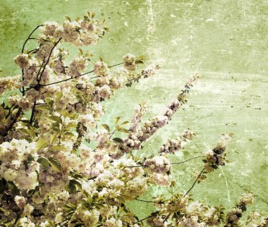 Grunge kiraz çiçekleri    