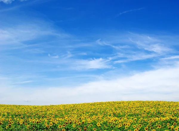 Zobrazení pole slunečnic — Stock fotografie