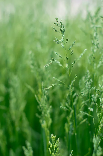 Veld groen gras — Stockfoto