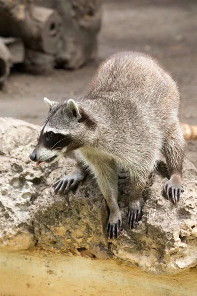 One raccoon at the nature — Stock Photo, Image