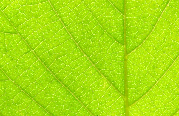 Structure of leaf as background — Stock Photo, Image