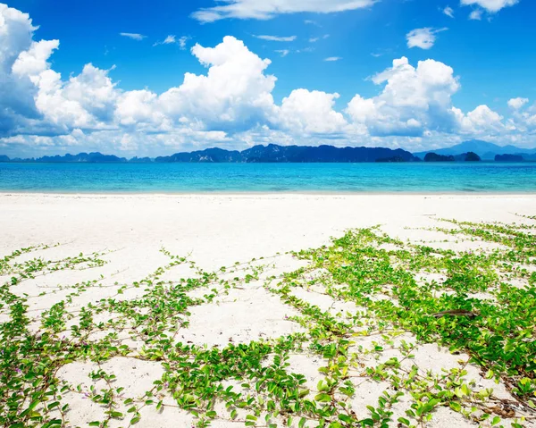 Sea beach with grass — Stock Photo, Image