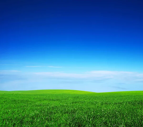 Groene gezichtsveld — Stockfoto