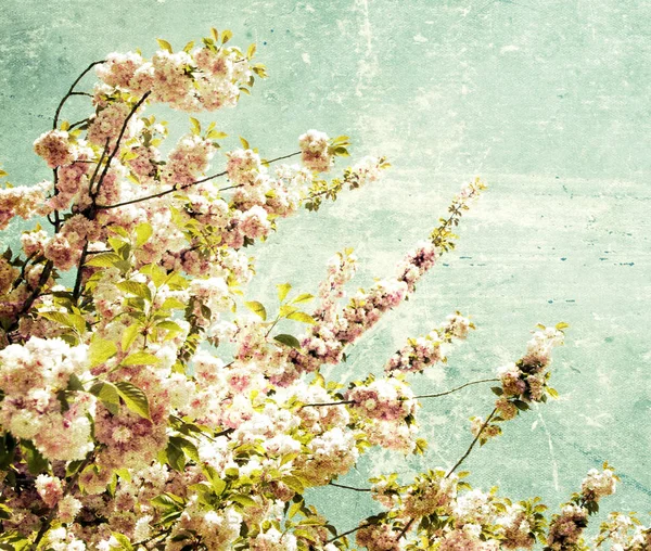 Flores de cereza de primavera —  Fotos de Stock