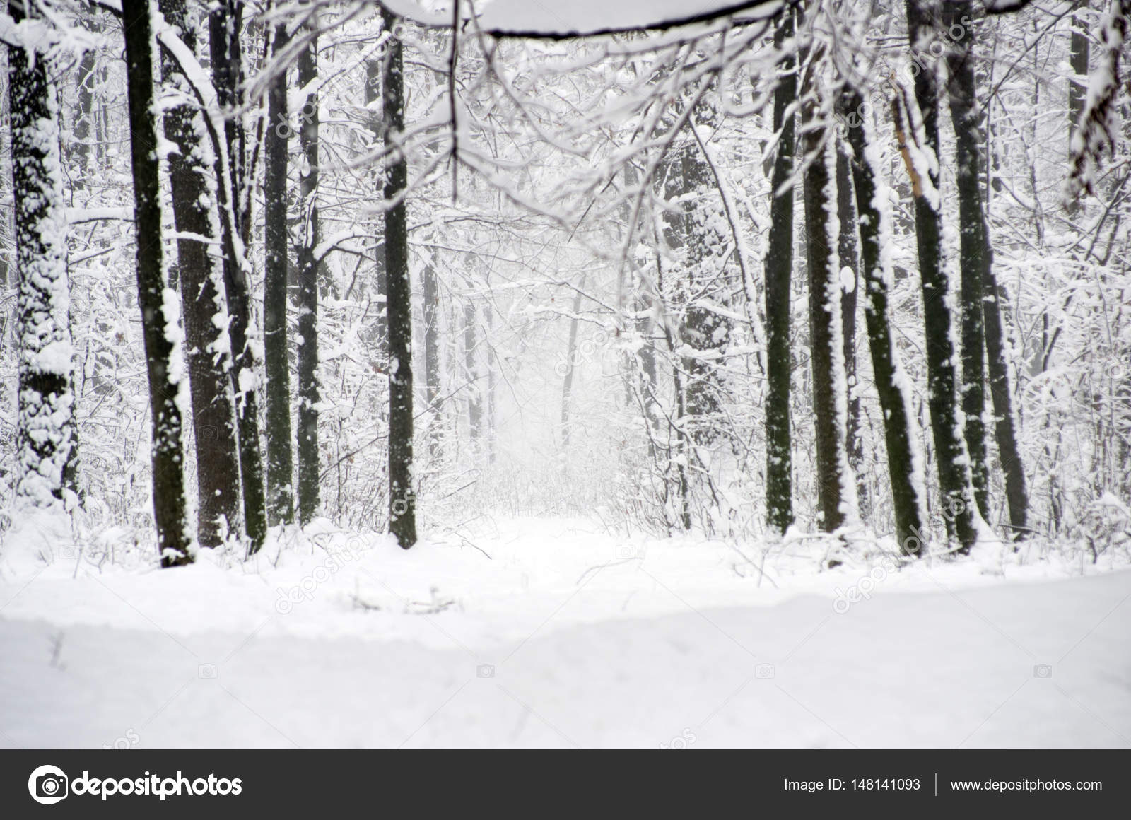 Belle Foret D Hiver Image Libre De Droit Par Pakhnyushchyy C