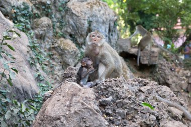 Bebek ile annesi monkey  
