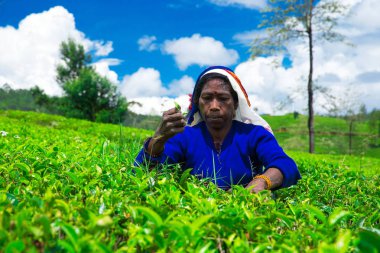 iş yerinde çay seçici