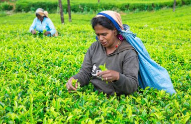 çay toplayıcılar iş başında