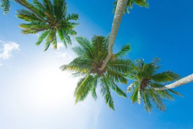 Palmiye ağaçlarının arka plan