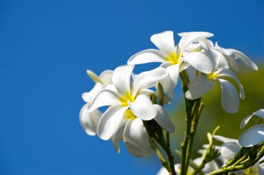 Beyaz plumeria çiçekler