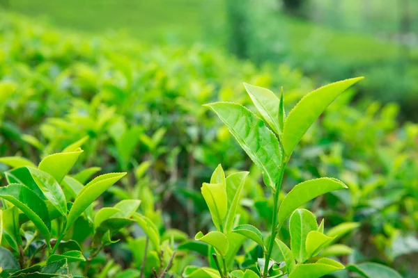 Zielona herbata plantation — Zdjęcie stockowe