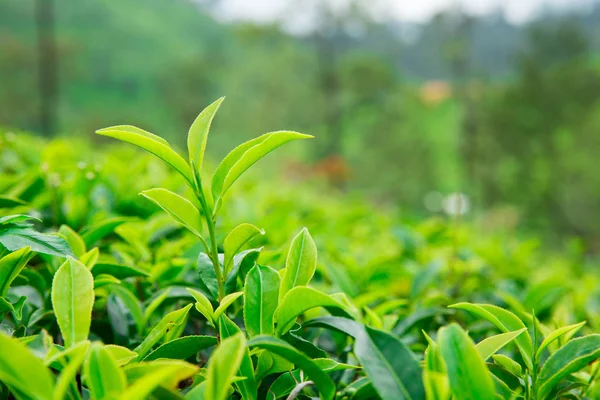 Groene thee plantage — Stockfoto