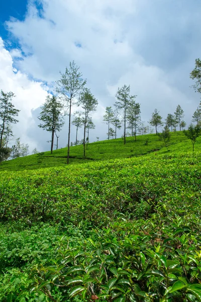 Zöld tea ültetvény — Stock Fotó