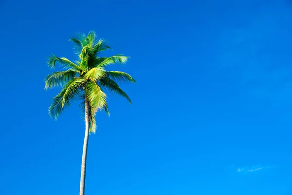 Пальмы на голубом небе — стоковое фото