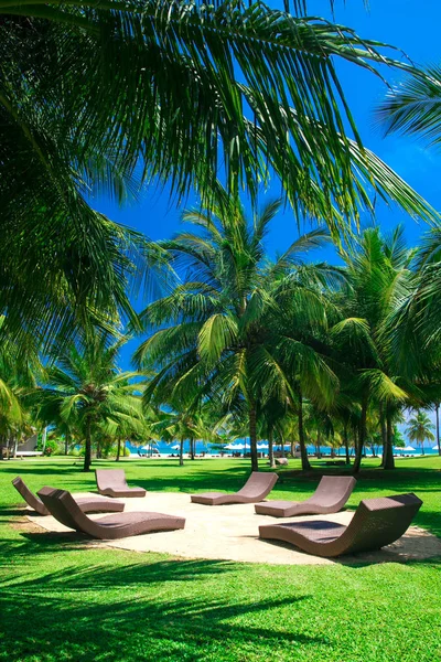 Tropisk palmträdgård — Stockfoto