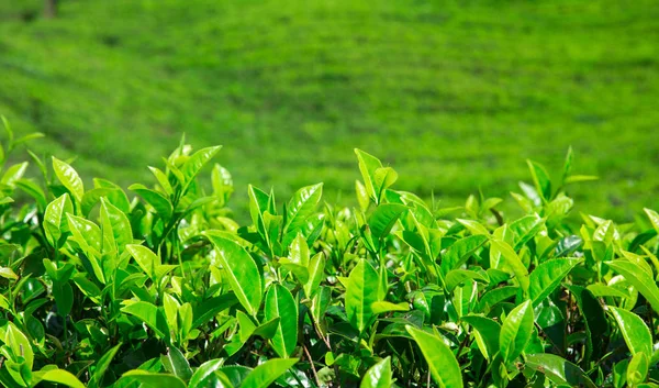 Piantagione di tè verde — Foto Stock